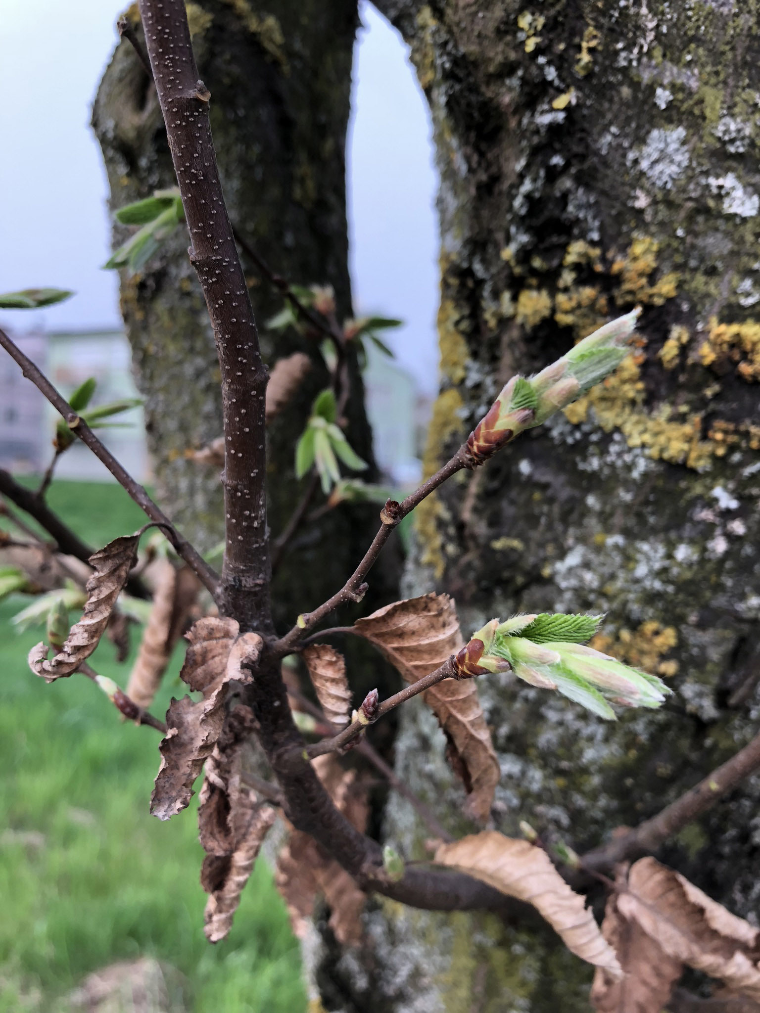 Ein neuer Ast wächst aus dem Baum