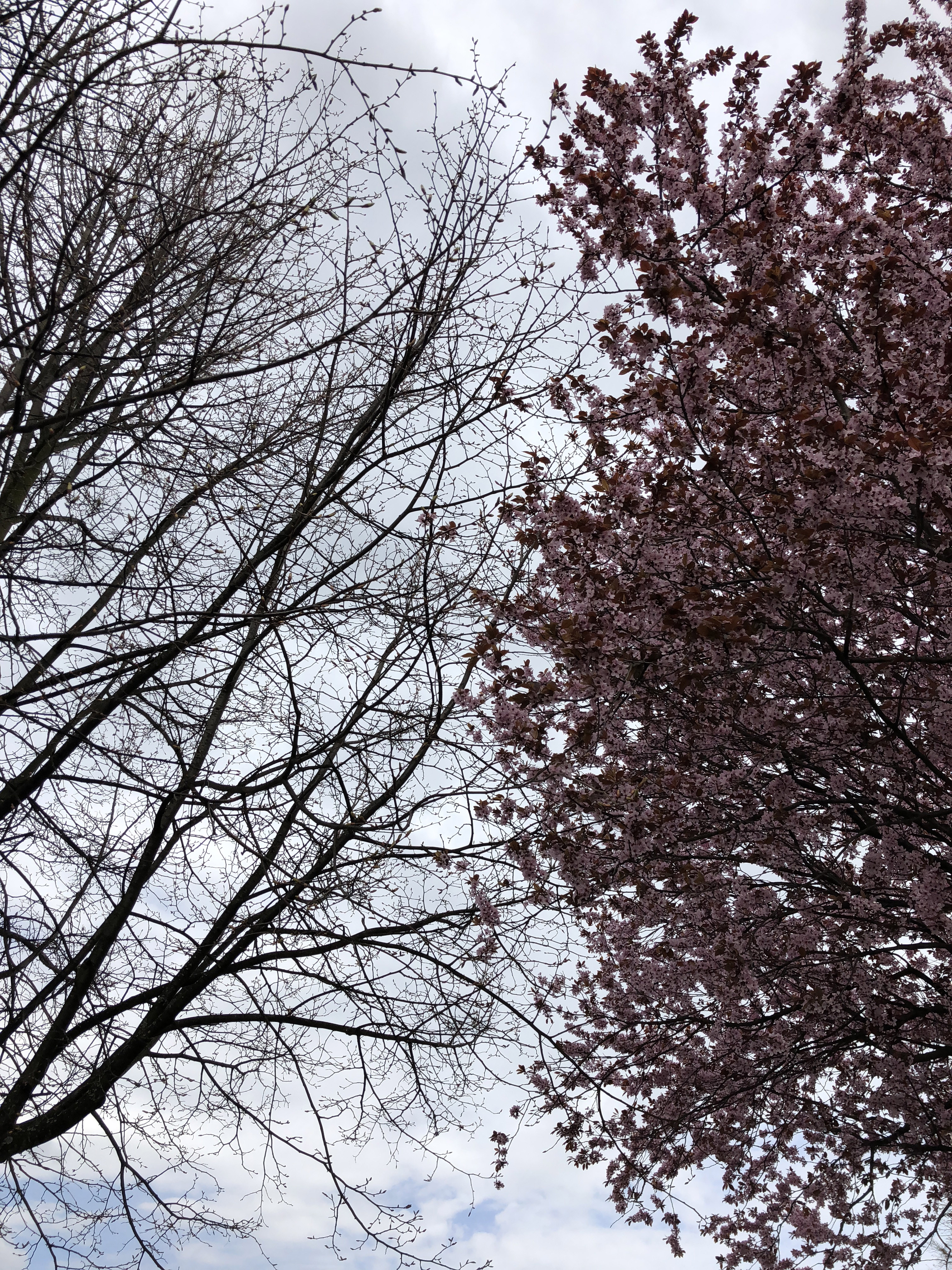 Auf dem Bild sieht man zwei Bäume. Der eine Baum enthält Blätter der andere Baum nicht