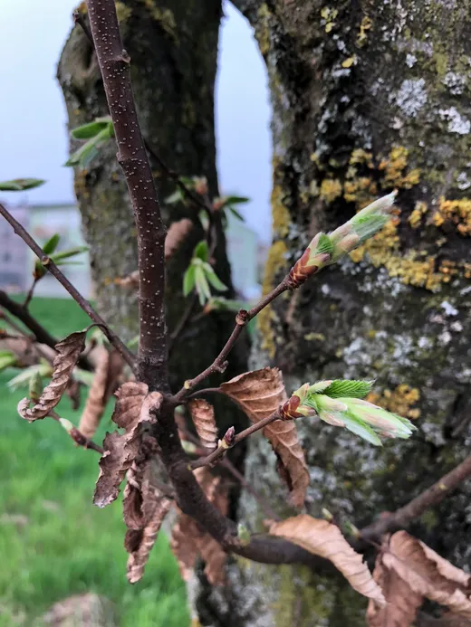 Ein neuer Ast wächst aus dem Baum